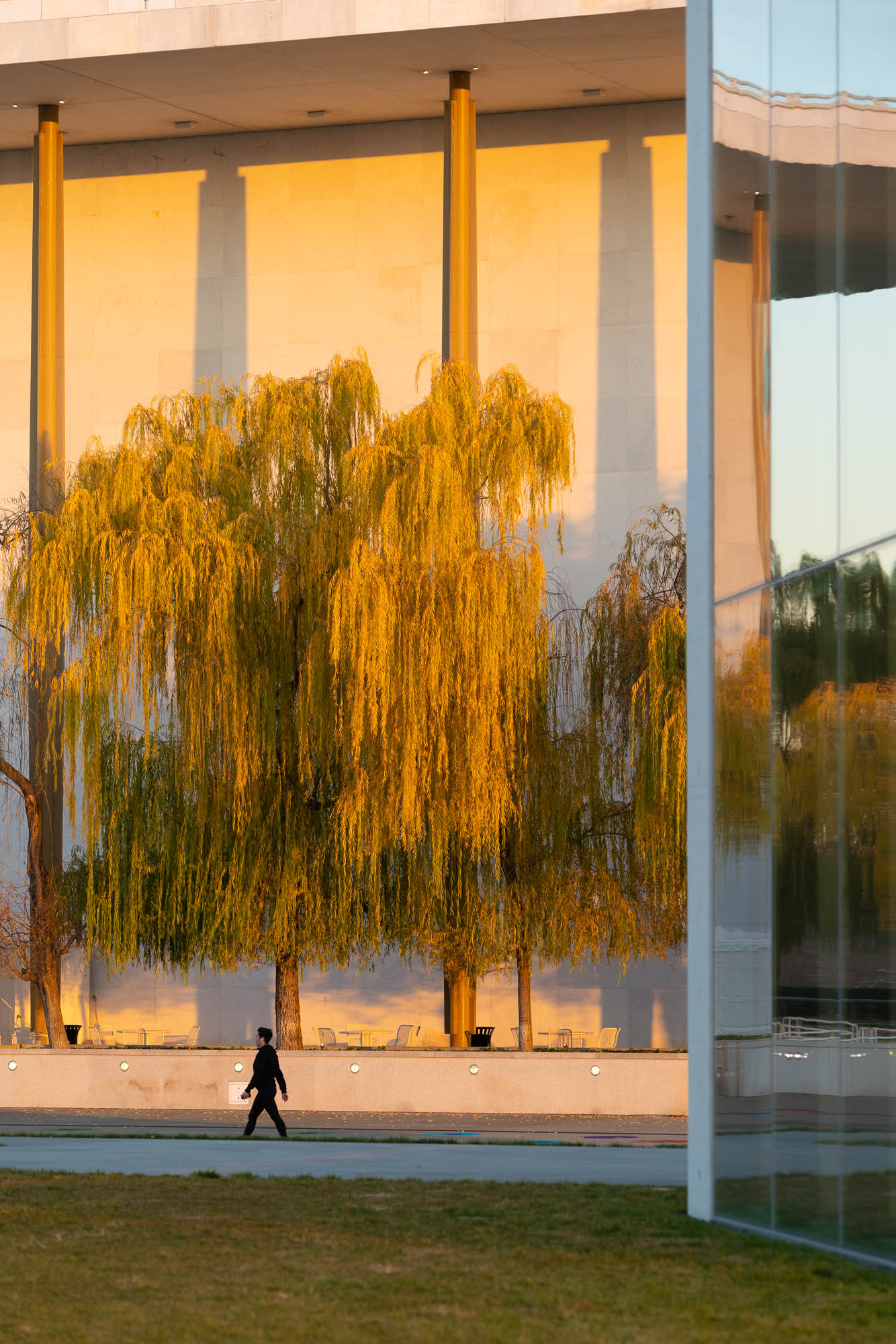 kennedy center, washington dc, dogs in dc, willow trees, architecture